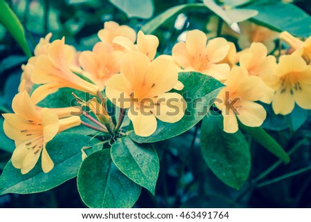 Yellow flower in the garden - Vintage filter effect