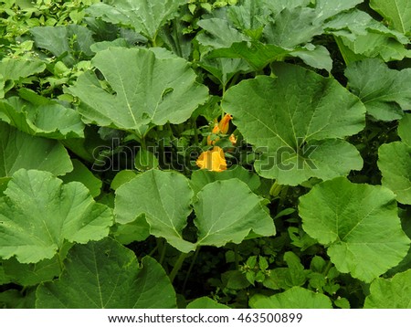 Inflorescences flowers pumpkins in the garden Royalty-Free Stock Photo #463500899