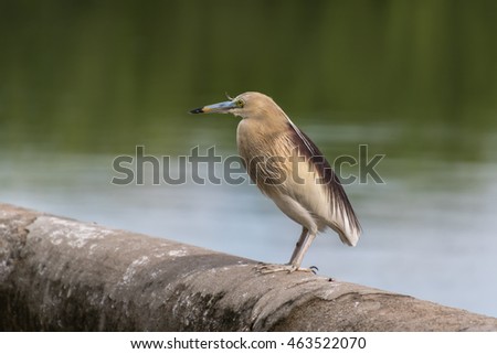 Indian pond heron bird (Ardeola grayii) sitting near a lake