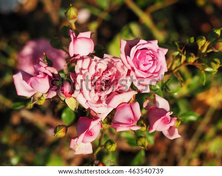 delicate pink roses under the bright sun
