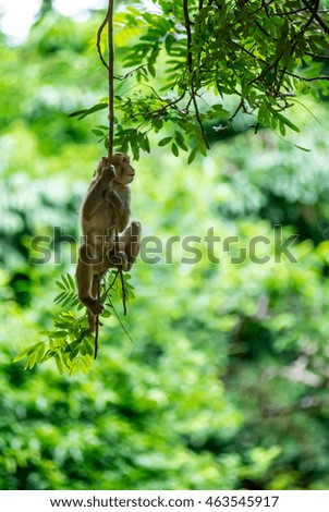 Monkey hung