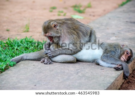Monkey Sleep