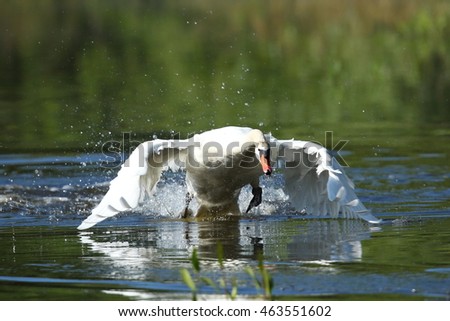 Swan male monitors and intimidates on his lake, nature habitat, european wildlife, great and beautiful birds, love