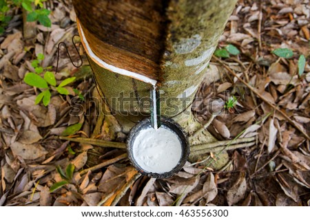 latex extracted from rubber tree source of natural rubber Royalty-Free Stock Photo #463556300
