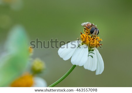 Bee on the chamomile flower,Close up,select focus with shallow depth of field:ideal use for background.  