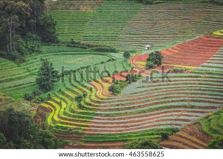 beautiful place with small hill cabbage terraces farming  at mon jam landmark at northen of thailand 