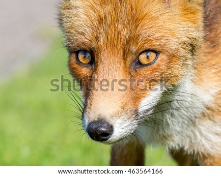 Macro image of a European fox in the wild. He was curious and came very close, perfect for a sharp picture.