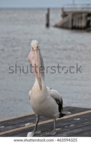 Pelican close up portrait on the beach in Australia