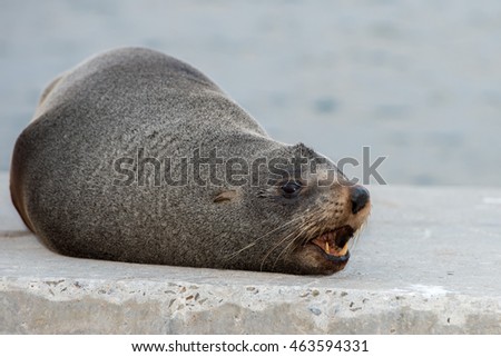 Wild Australia Fur seal close up portrait while looking at you in kangaroo island