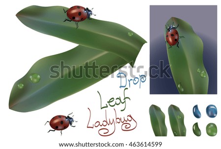 illustration on white background insect ladybug with leaf of plant and drop of water