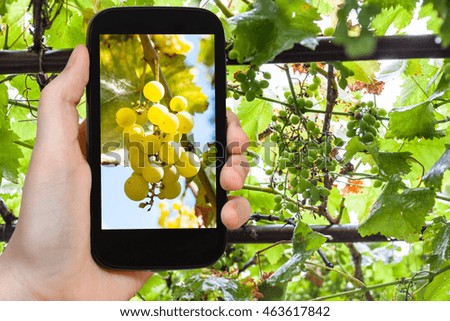 gardening concept - gardener photographs bunch of ripe yellow grape in vineyard on smartphone