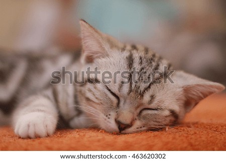 Cat sleeping close up with blurry background.