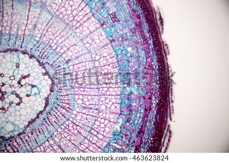 Cross-section Stem to show annual ring under the microscope Royalty-Free Stock Photo #463623824