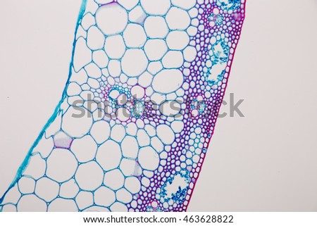 Sclerenchyma Tissue under the microscope Royalty-Free Stock Photo #463628822