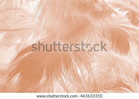 Brown color trends feather texture abstract background