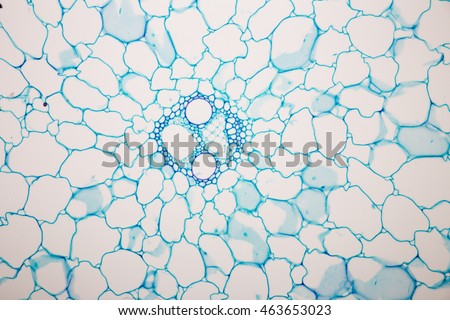Parenchyma Tissue of plant under the microscope Royalty-Free Stock Photo #463653023