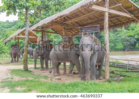 Portrait of Asiatic Elephant, Thailand.