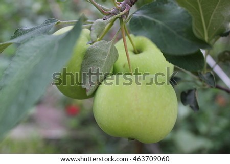 Green ripe apples on a branch 