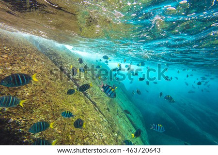 School of fish on the seabed of Similan Islands in Thailand. Underwater marine life in Andaman Sea.