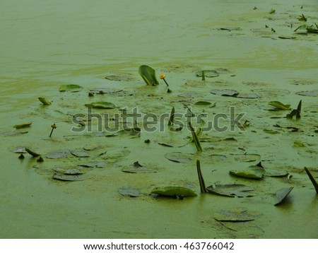 Yellow water lily on the water overgrown with slime