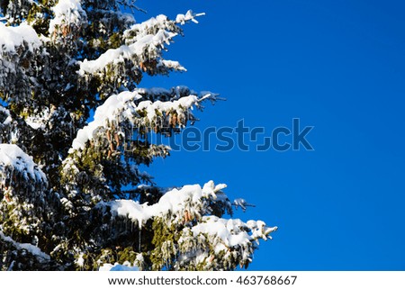 Winter Christmas holiday background with snowy pine tree branch, pine cones, blue sky, copy space