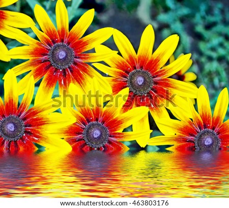 Colorful beautiful flowers rudbeckia on the background of the summer landscape