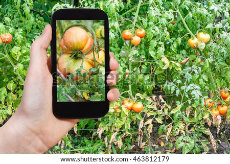 gardening concept - gardener photographs of big tomato in vegetable garden after rain on smartphone