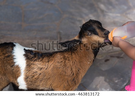 Feeding goat 