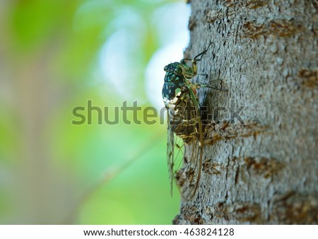 Hyalessa maculaticollis cicada with transparent wings in japan