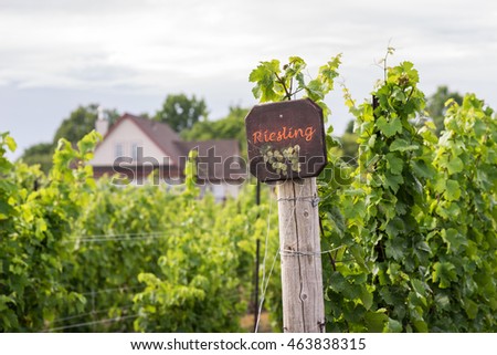 Beautiful lush green vineyard on a sunny summer day. Riesling grape vines fresh after the summer rain. Winemaking tradition. Royalty-Free Stock Photo #463838315