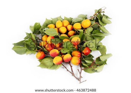 Green leaves on a branch with ripe apricots