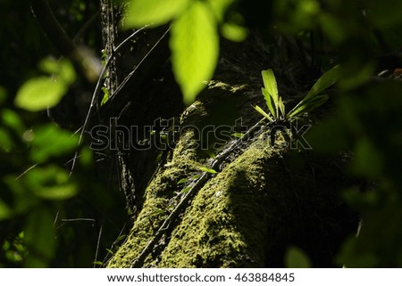 Fern on stump in a forest.