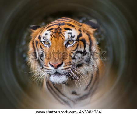 Bengal Tiger swimming show head and Looking at the faces of sight