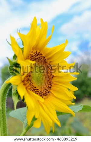 Sunflower with sky background 