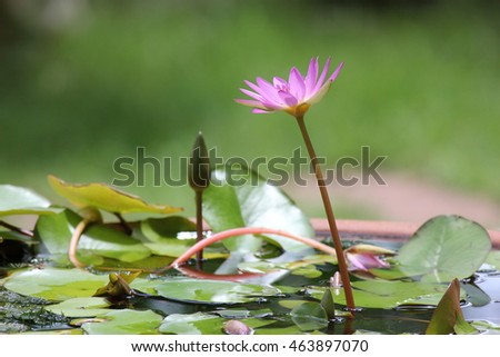 lotus in the garden,flower