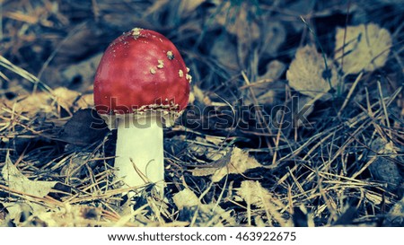 Mushroom photo, poison fly in forest.