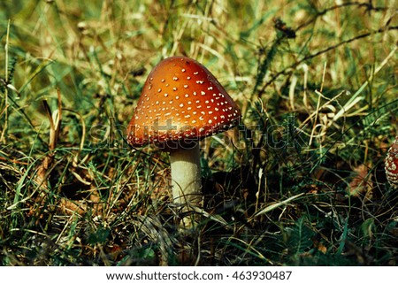The mushroom is poisonous.