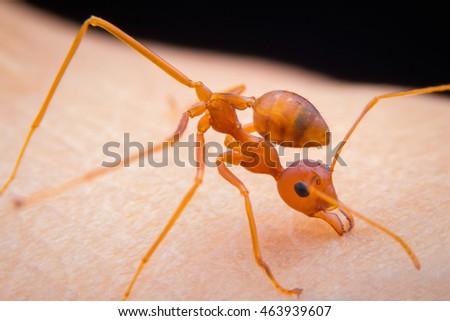 ant attack human