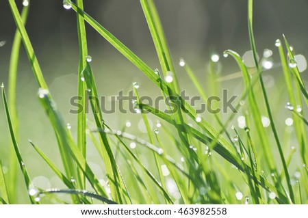 dew drop on grass
