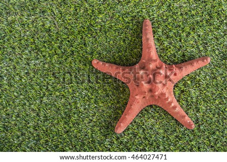 Starfish on green grass