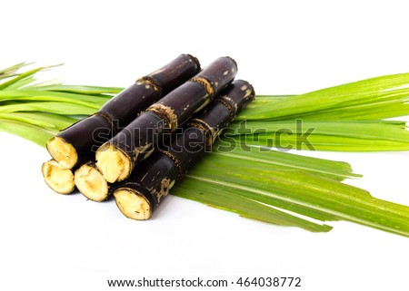Close-up top view fresh segment sugar cane and leaves isolated on white. Purple pieces of sugar cane Organic raw food concept background with copyspace.