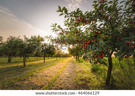 Ripening cherries on orchard tree Royalty-Free Stock Photo #464066129