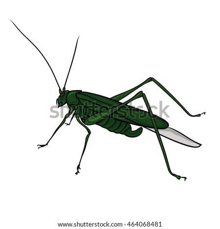 Grasshopper on a white background