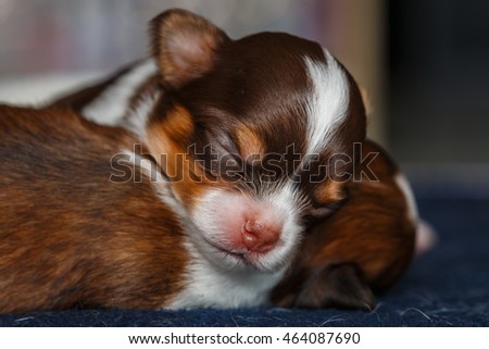 Newborn chihuahua puppy, puppy Chihuahua.