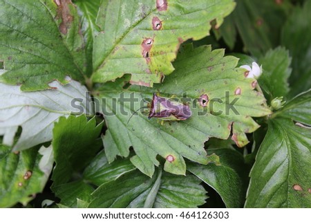 Green bedbug on a green leaf with natural background 