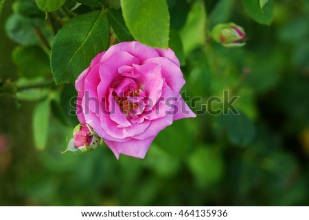 Pink rose with green branch