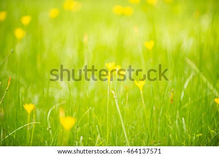 Blur light yellow green  grass and flower background texture