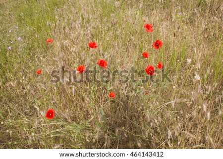 the meadow with the red poppyseed flowers