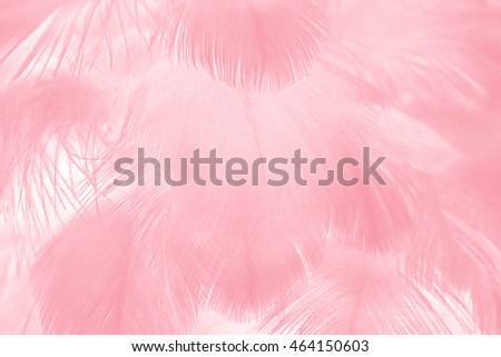 Coral Pink color trends feather texture background