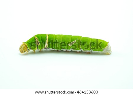 Big green worm, Giant green worm